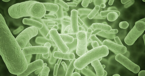 Co wiemy o bakterii New Delhi? Co grozi pacjentowi zakażonemu superbakterią klebsiella pneumoniae?