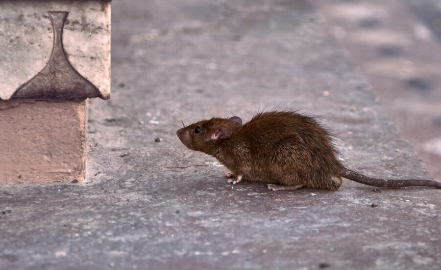 Szczury w Paryżu – problem czy nieodłączny element krajobrazu?