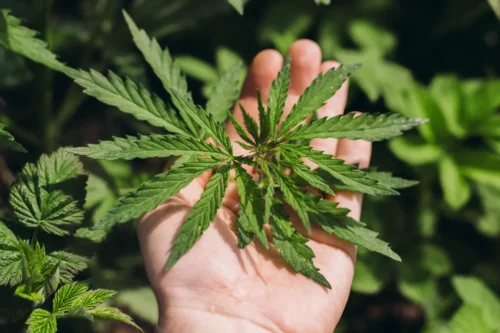 Kolekcjonujesz nasiona marihuany – Uważaj, aby tego nie robić?